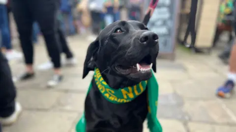 Harriet Heywood/BBC Ivy the dog in Northampton